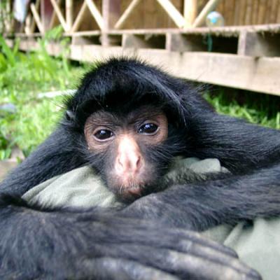 One of the spider monkeys reintroduced back into the Amazon Rainforest in Peru A spider monkey relaxing at the animal rehabilitation center in Peru